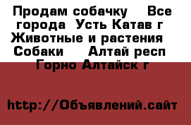 Продам собачку  - Все города, Усть-Катав г. Животные и растения » Собаки   . Алтай респ.,Горно-Алтайск г.